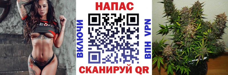 Конопля сатива  Кашира 